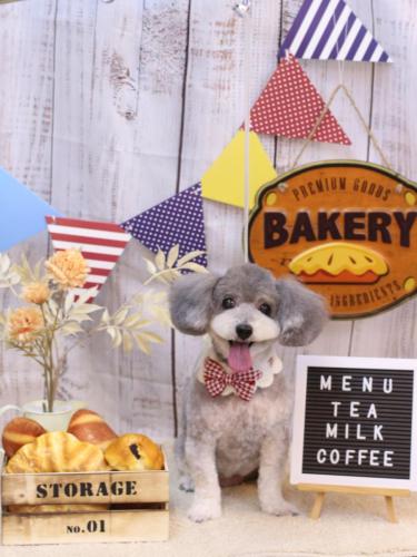 20240913チップちゃん